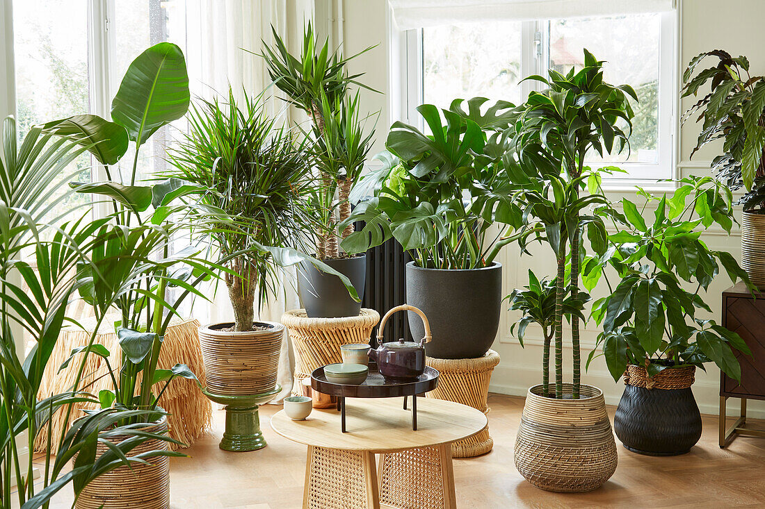 Collection of indoor plants
