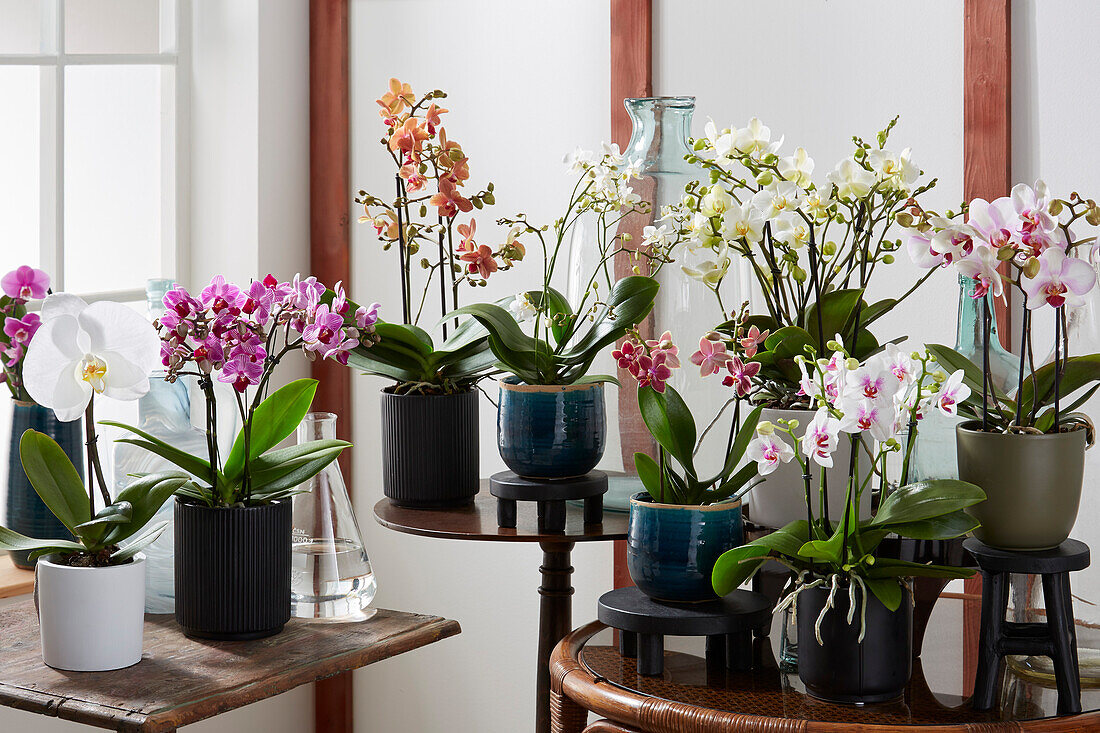 Orchid collection