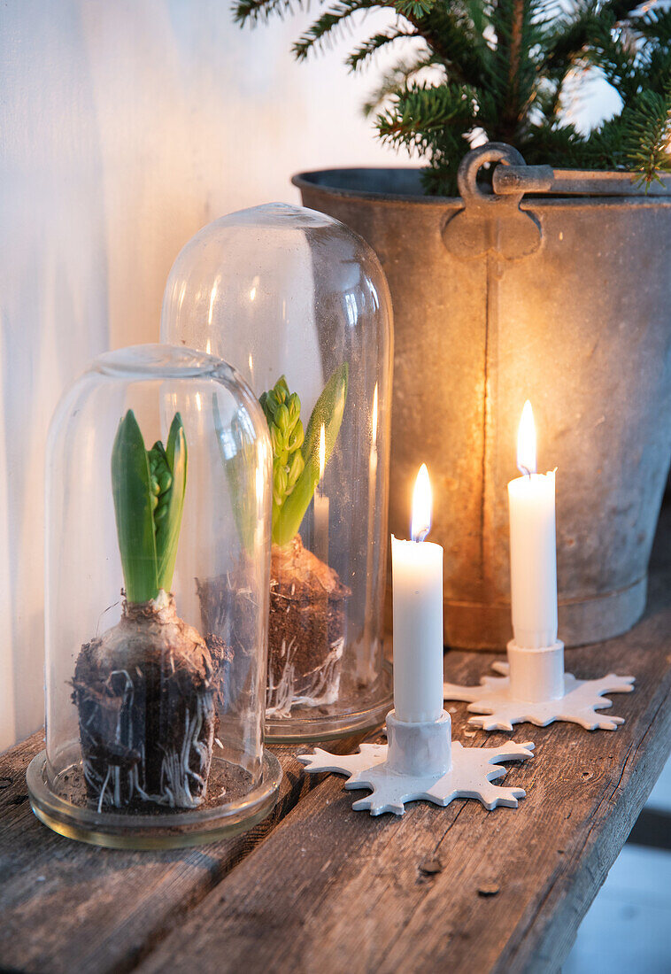 Hyacinth bulbs under a glass bell next to burning candles on a wooden table