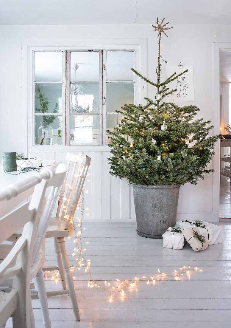 Weihnachtsbaum im Zinktopf und Lichterkette im Esszimmer