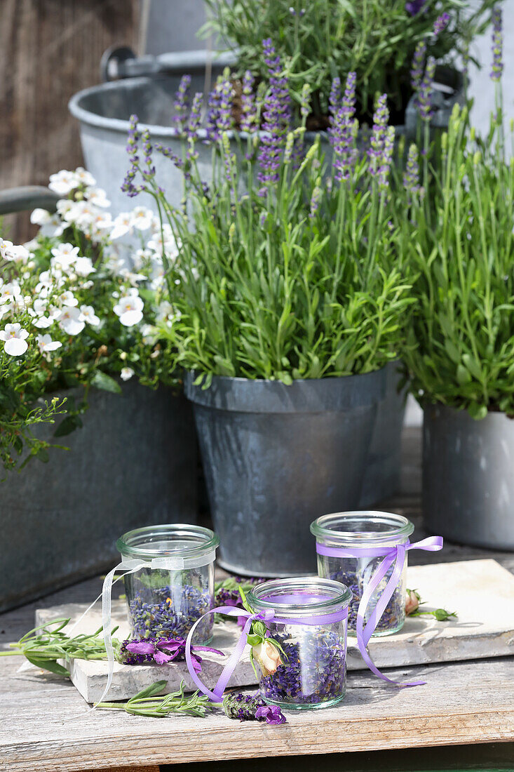 Lavendelpflanzen in Zinktöpfen und Gläser mit getrocknetem Lavendel auf Holztisch