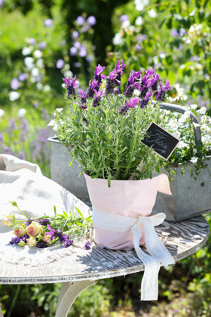 Lavendelstrauch (Lavandula) in Topf auf Holztisch im Garten