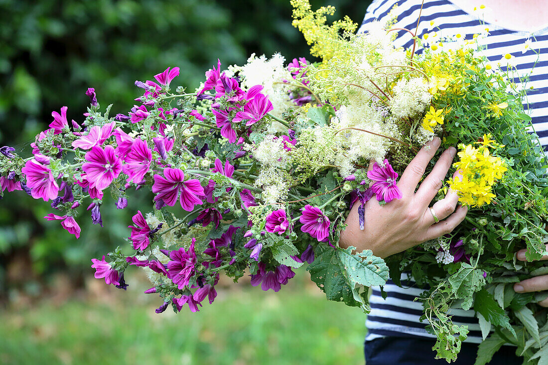 Woman holding self-picked bouquet of flowers with mallow (Malva) and meadowsweet (Filipendula) in the garden