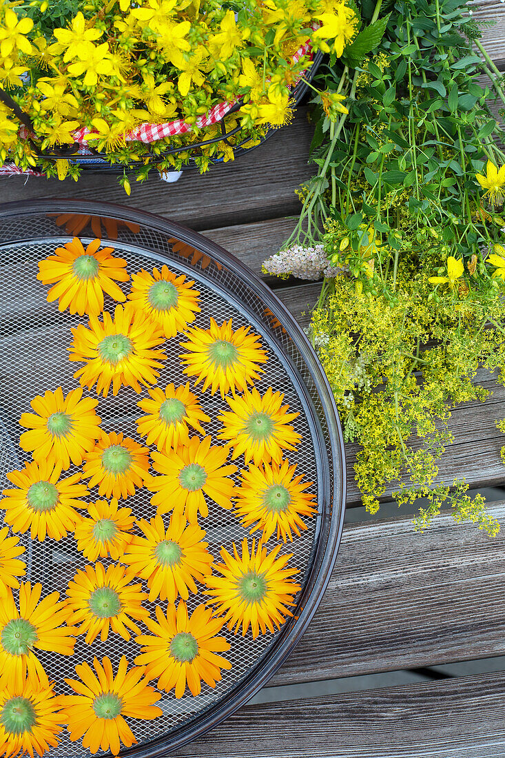 Blüten von Arnika (Arnica montana) auf Trockensieb neben gesammeltem Johanniskraut