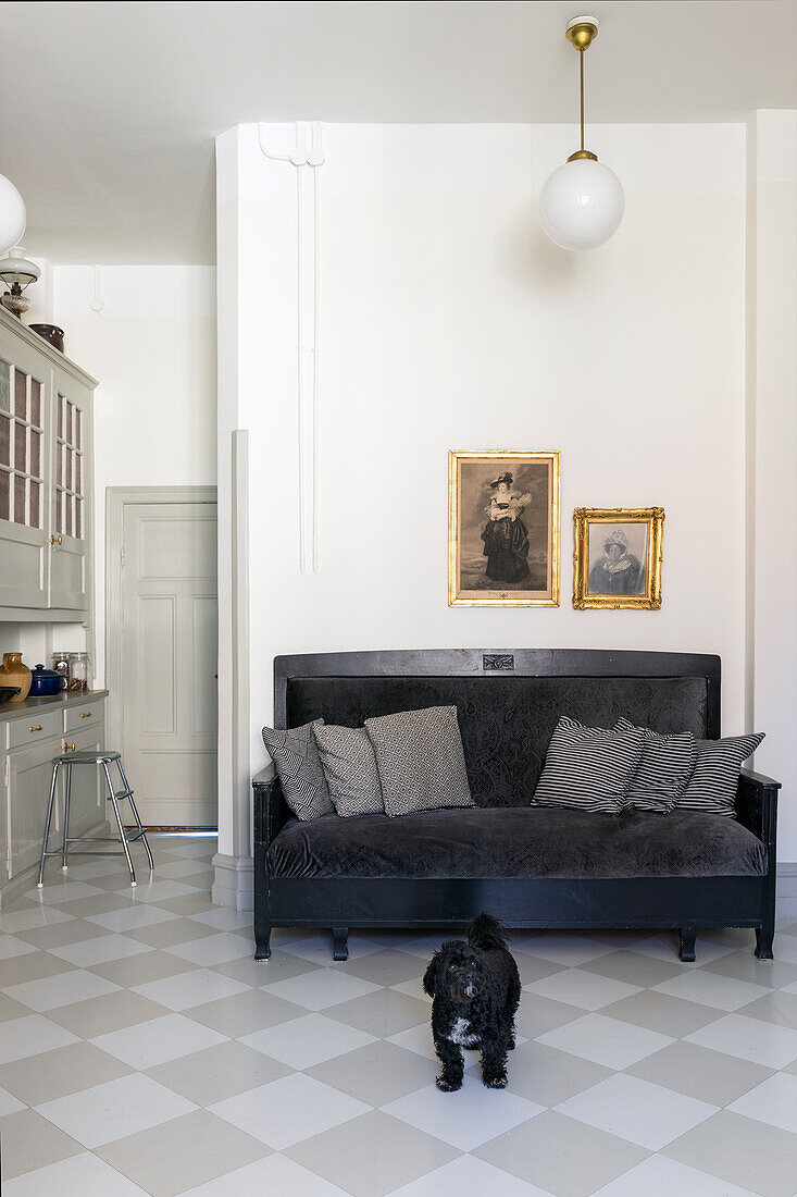 Dog stands in front of black-grey sofa with decorative pillows