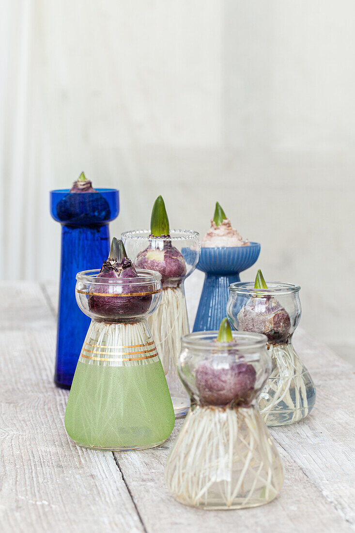 Hyacinth bulbs rooting in hyacinth jars