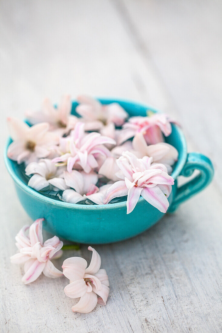 Pale pink hyacinth flowers floating in turquoise cup