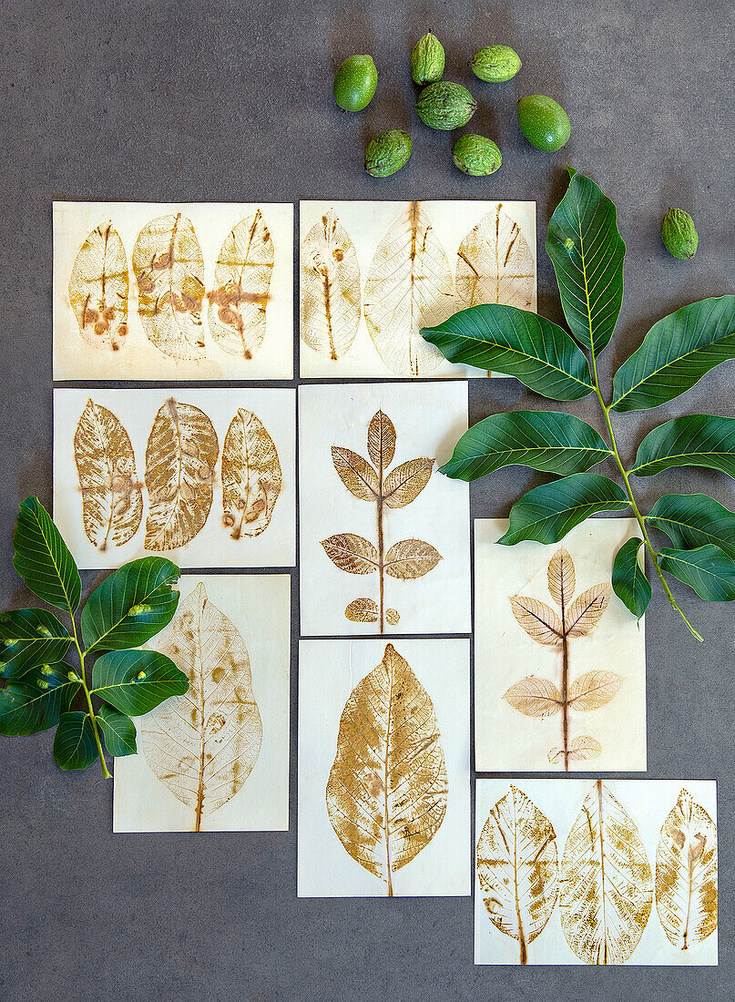 Nature prints of leaves lie on a concrete background