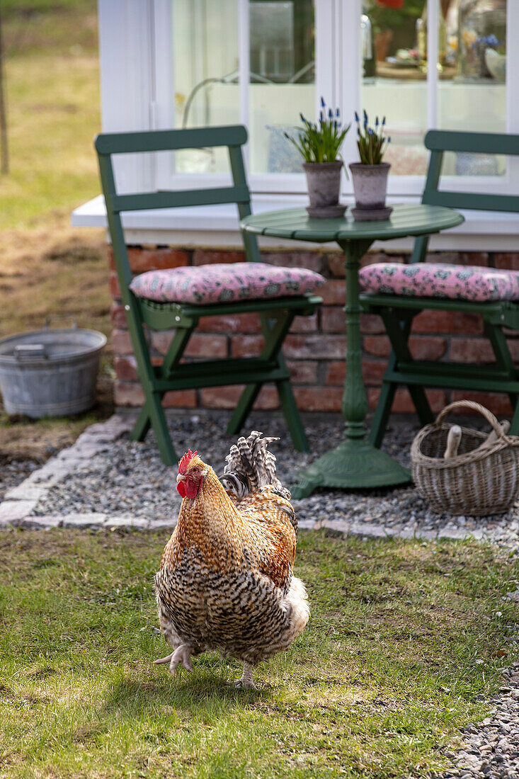 Chicken in the garden in front of a terrace with green table and chairs