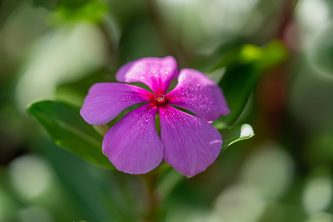 Rosa Immergrün an einem sonnigen Tag