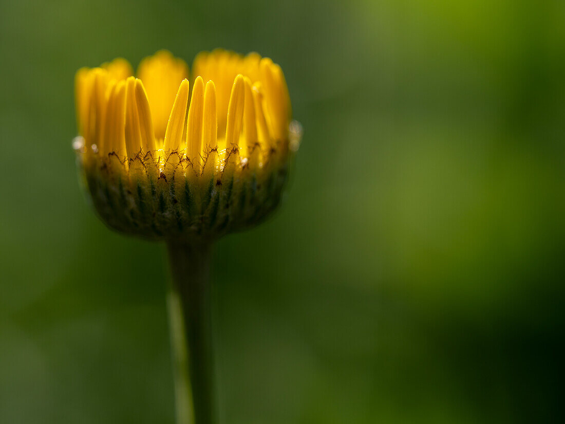 Goldene Margeritenknospe vor verschwommenem grünem Hintergrund