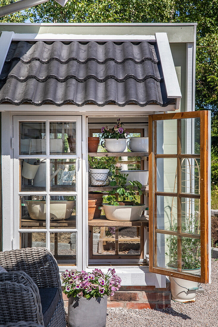 Small greenhouse with clay pots and flowering plants