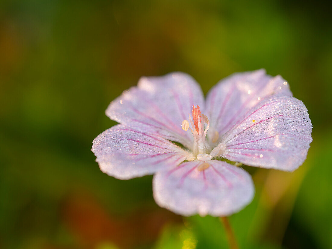 Pink geranium covered with morning dew