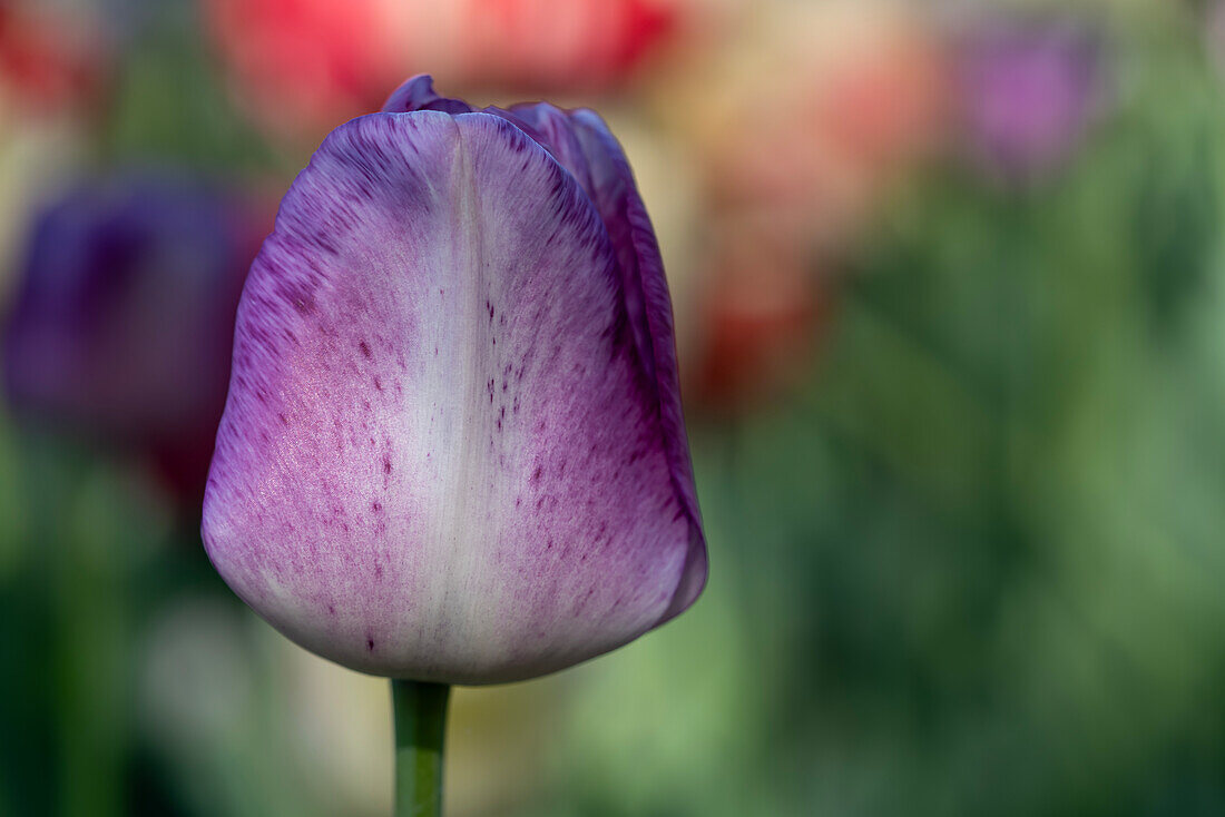 Lila-weiße Tulpe vor verschwommenem Hintergrund