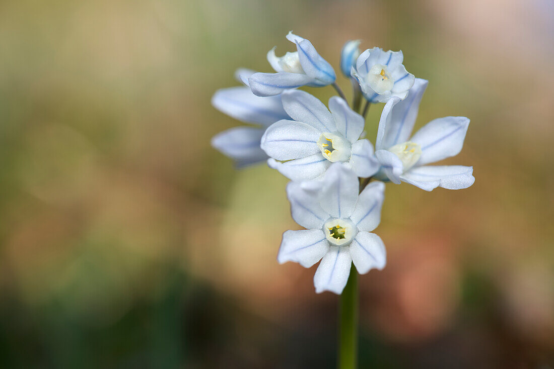Striped blue starflower against a blurred background