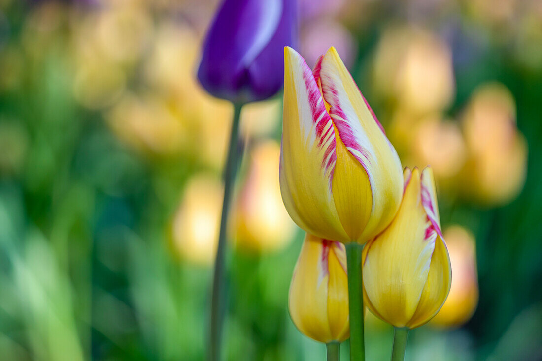 Yellow-pink tulips in the foreground with a purple one in the blurred background