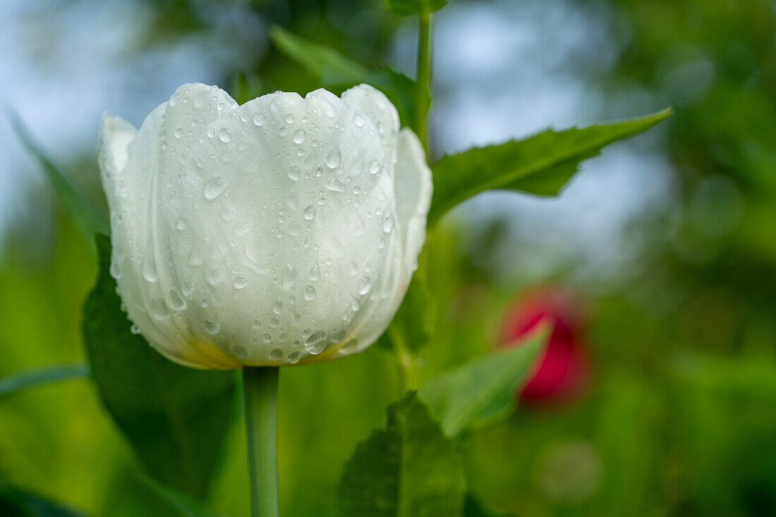 Tautropfen auf einer großen weißen Tulpe in einem Feld