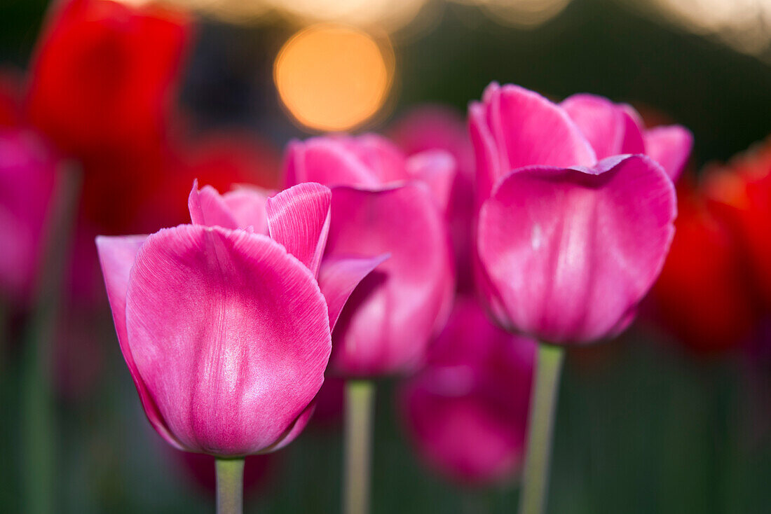 Three pink tulips against a blurred background
