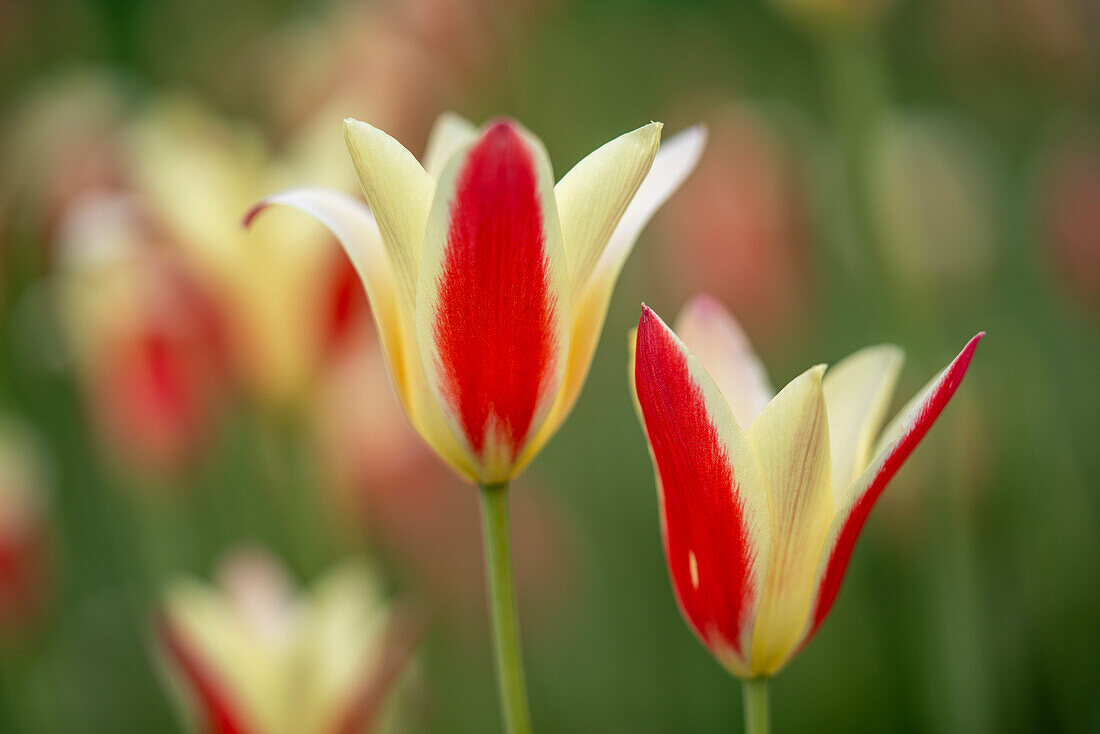 Gelb-rote Tulpen vor verschwommenem Hintergrund