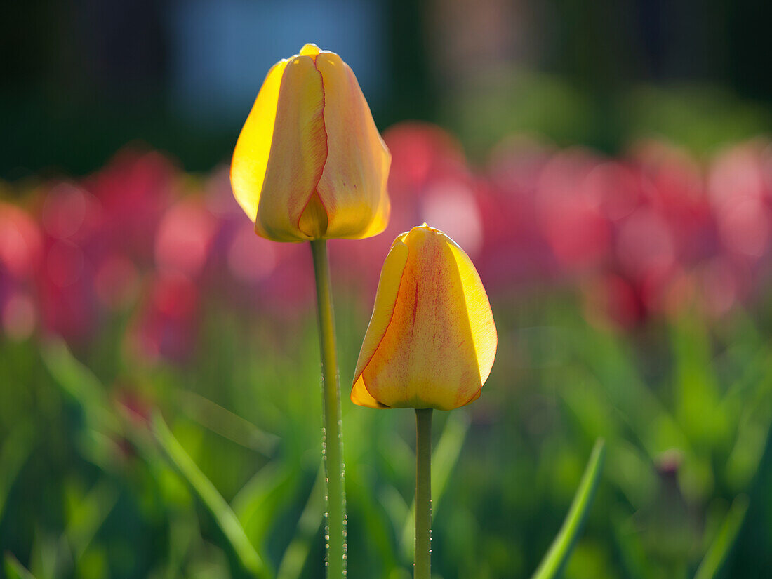 Zwei gelb-rote Tulpen vor verschwommenem Hintergrund
