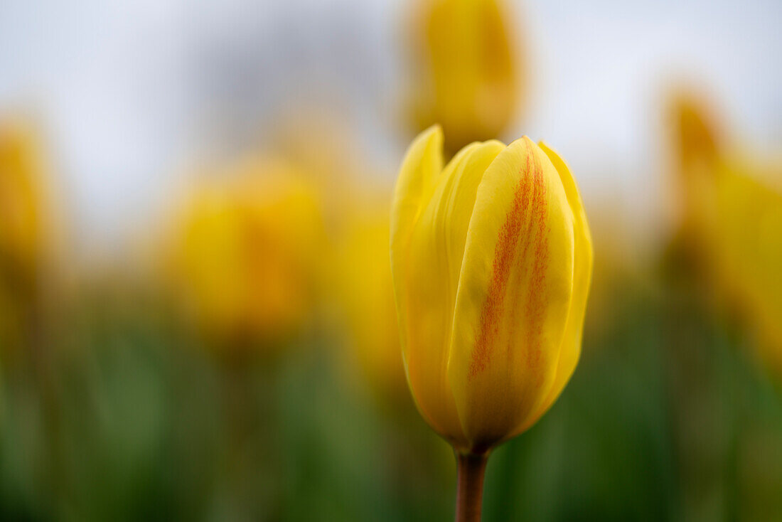 Gelbe Tulpe mit etwas Rot in verschwommenem Tulpenfeld