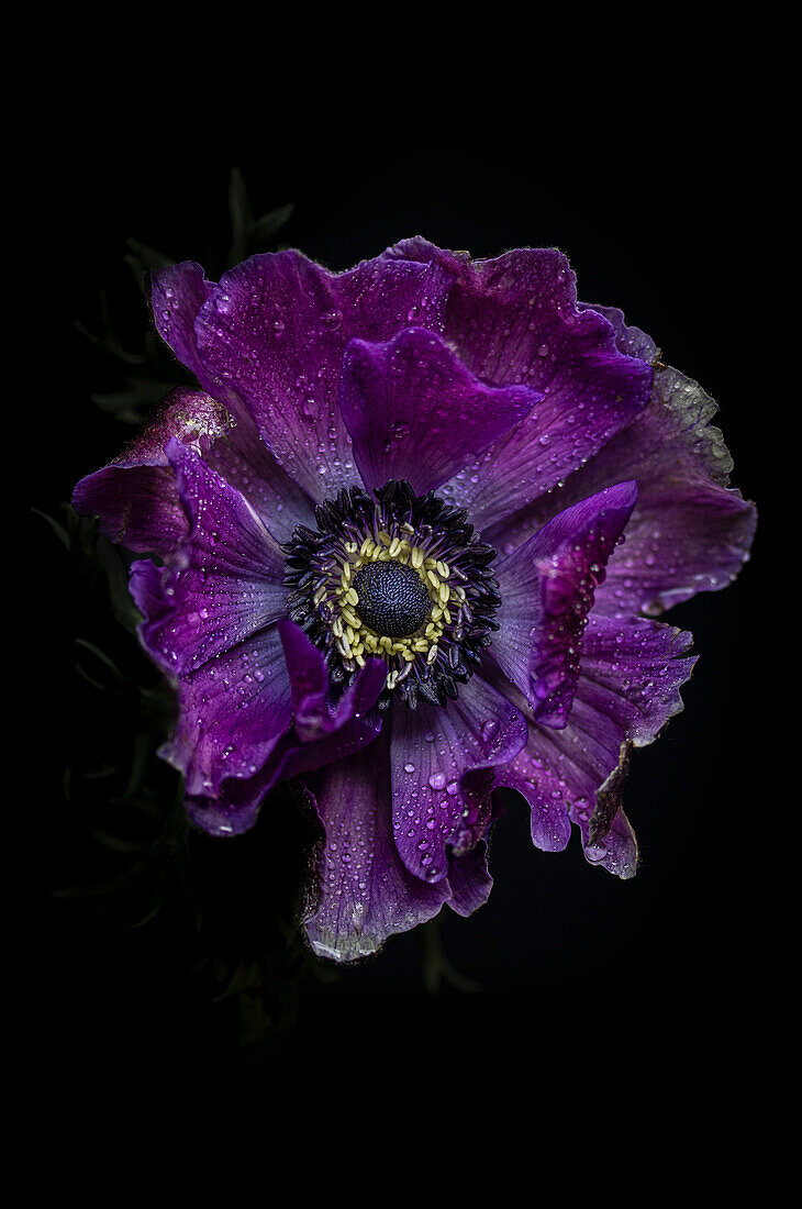 Violet-blue crown anemone (Anemone coronaria)