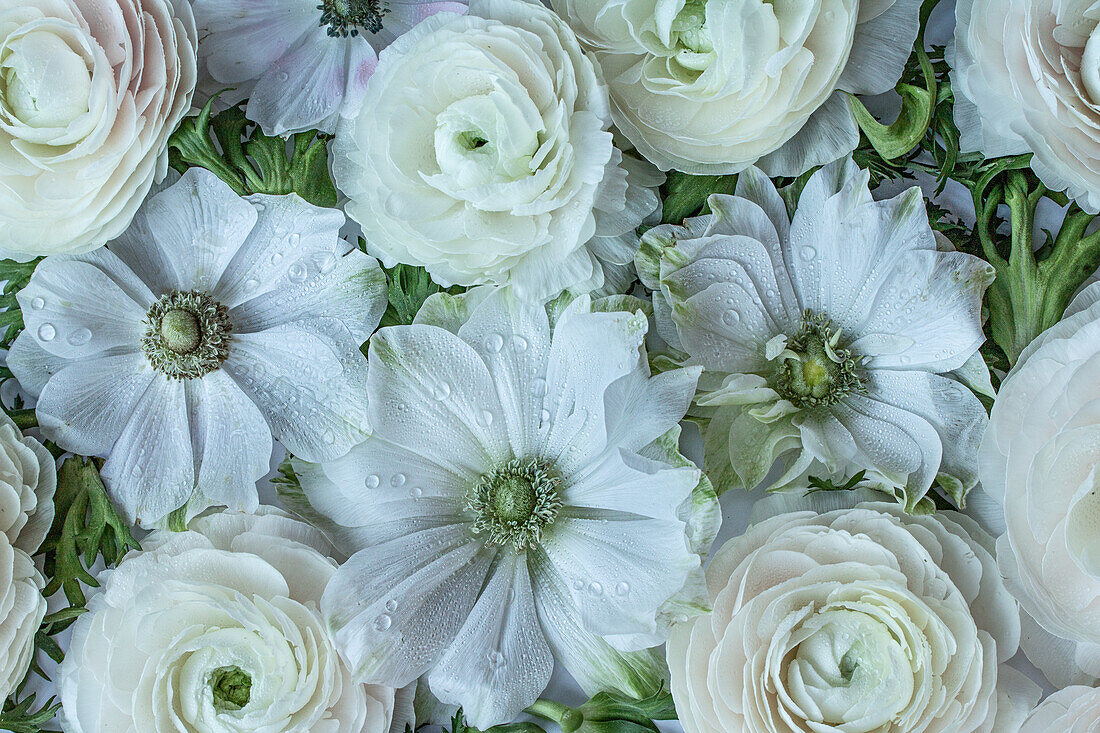 Flatlay with white flowers - crown anemone (Anemone coronaria), Asian buttercup (Ranunculus asiaticus)