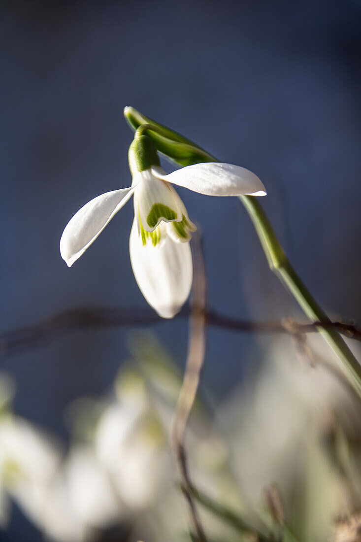 Snowdrops (Galanthus nivalis) against the light