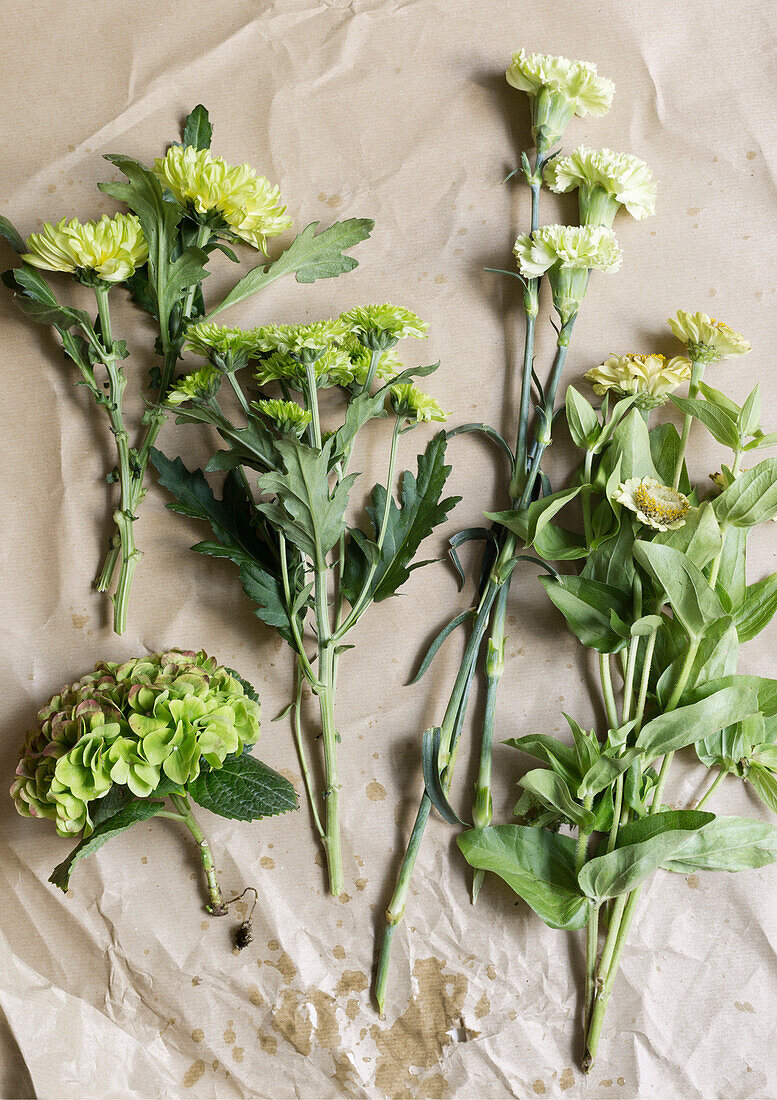 Green hydrangeas and chrysanthemums on wrapping paper