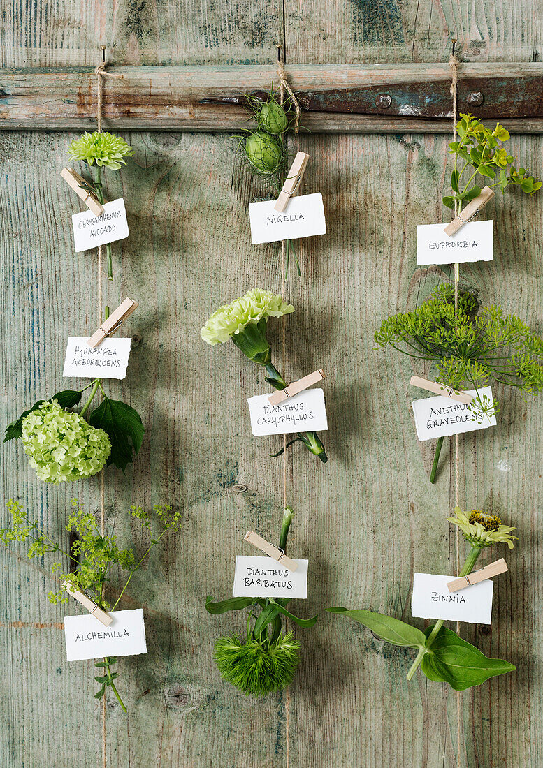 Getrocknete Kräuter und Blumen an hölzerner Wand mit Wäscheklammern und Beschriftungen