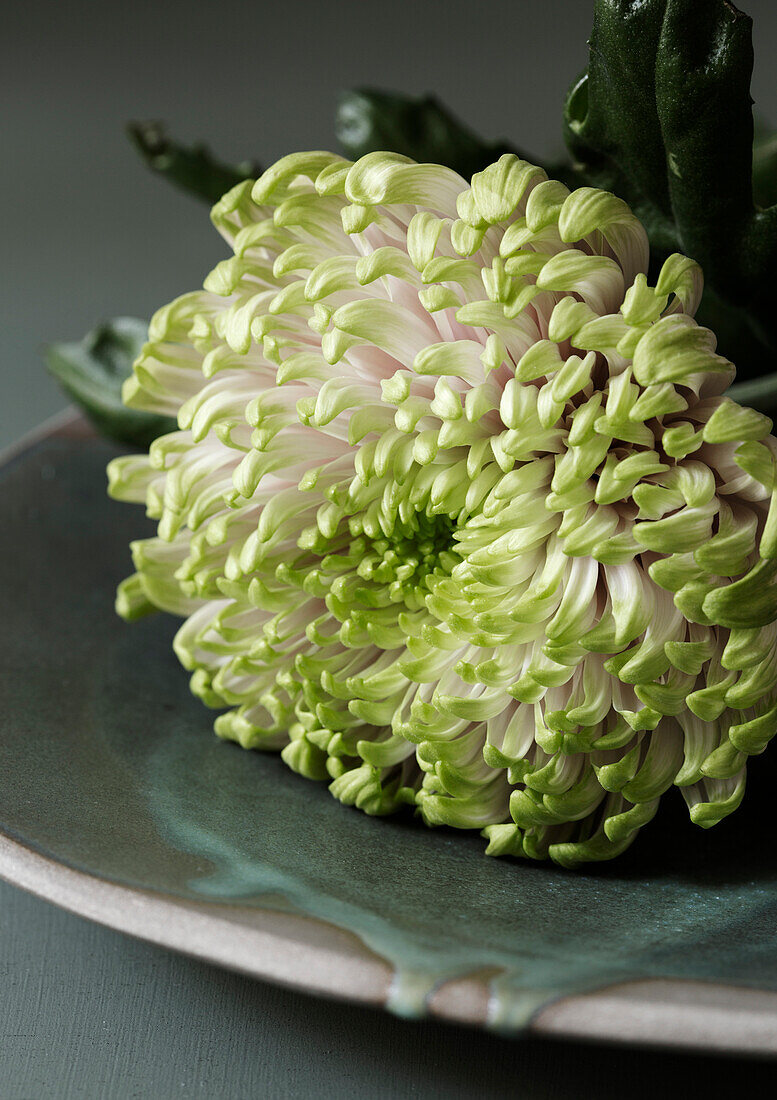 Chrysantheme (Chrysanthemum) auf keramischem Teller in Salbeigrün