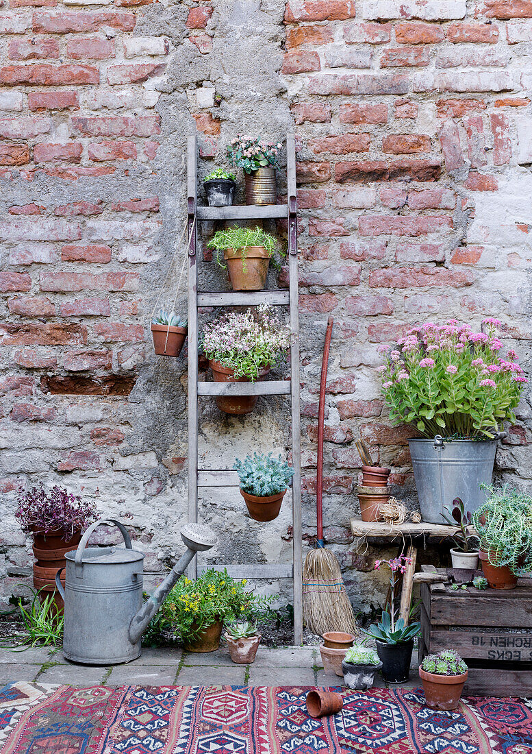 Plant arrangement in clay pots and zinc cans in front of brick wall in the garden