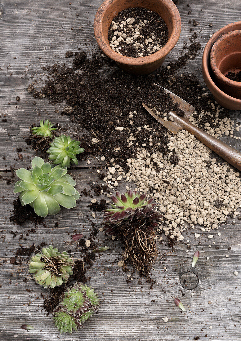 Repotting succulents on old wooden surface with terracotta pots and soil