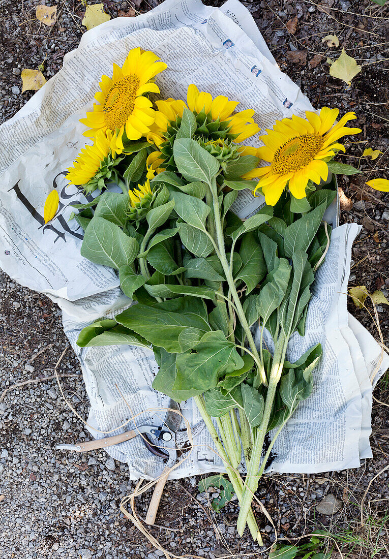 Frisch geschnittene Sonnenblumen (Helianthus) auf Zeitungspapier im Garten