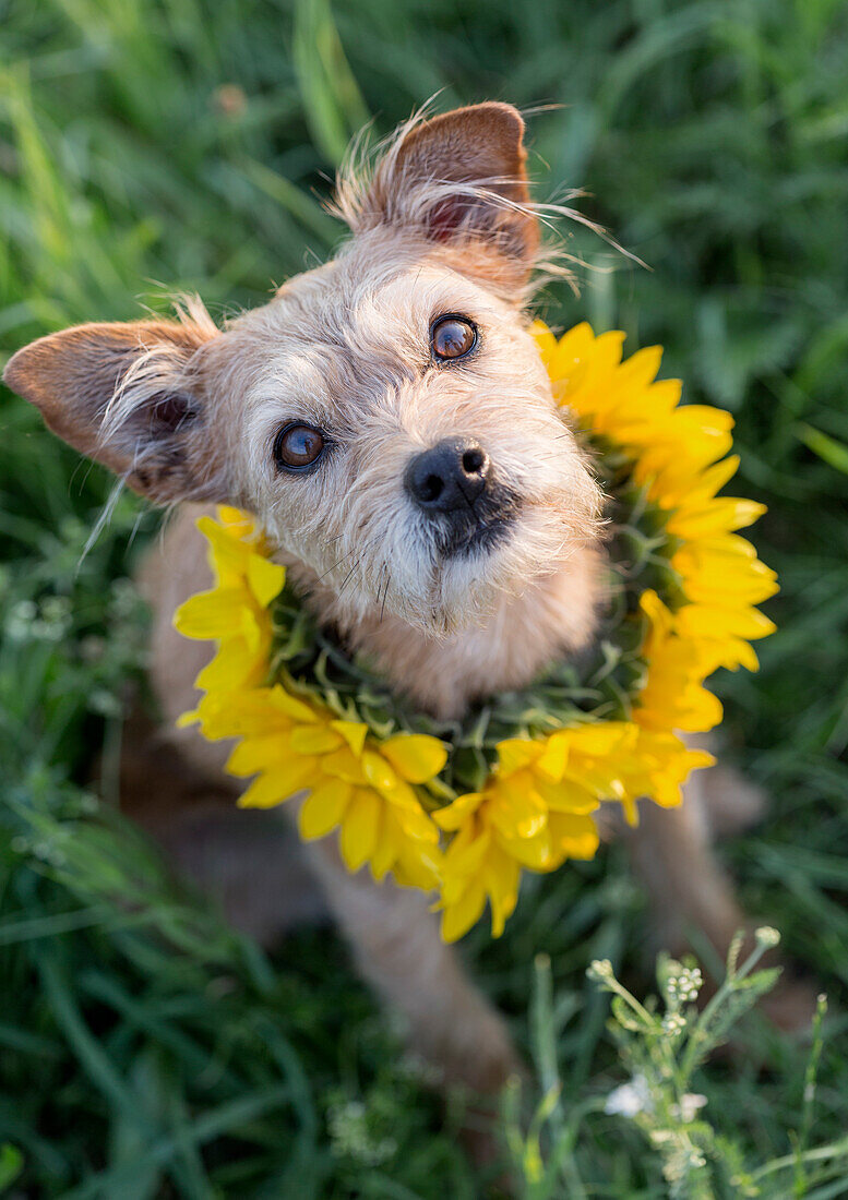 Hund mit Sonnenblumen-Halsband im grünen Gras, Blick in Kamera