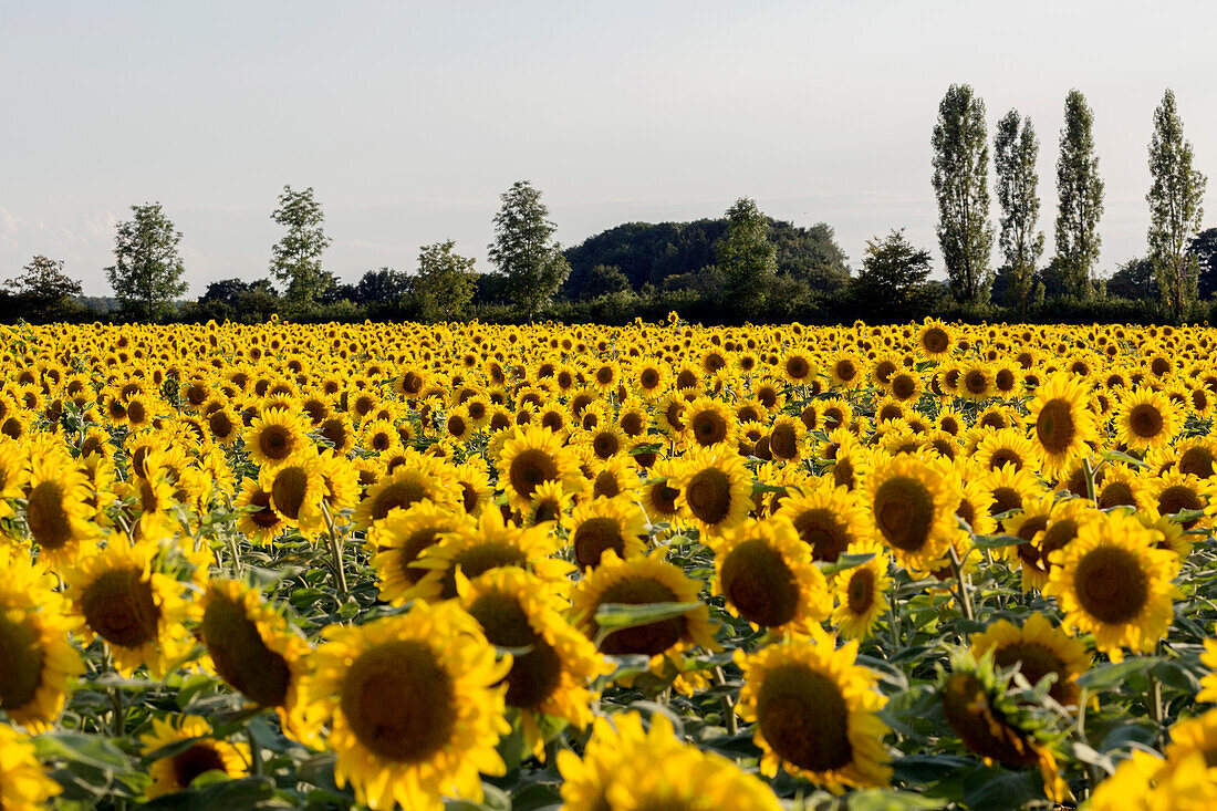 Endless field of sunflowers (Helianthus) in summer