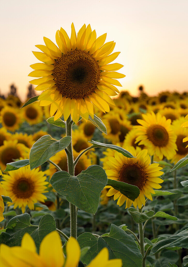 Sonnenblumen (Helianthus) im Feld bei Sonnenuntergang