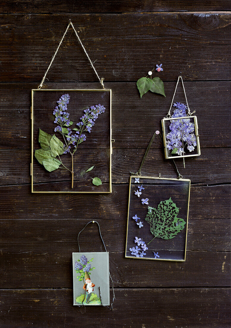 Getrocknete Blumen und Blätter in hängenden Glasrahmen an Holzwand