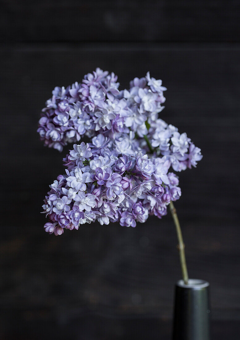 Flieder (Syringa) in schwarzer Vase vor dunklem Hintergrund