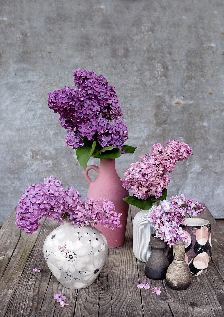 Arrangement of lilacs (Syringa) in various ceramic vases on a wooden table