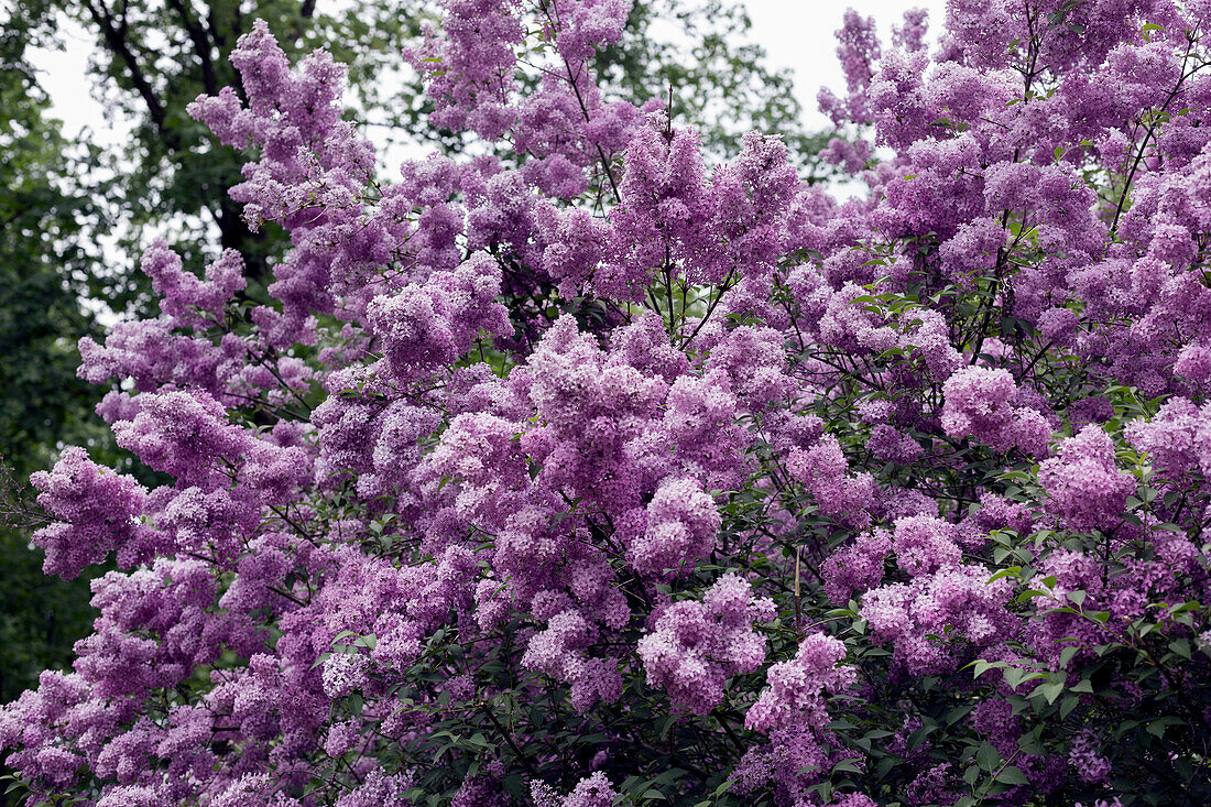 Blooming lilac bush (Syringa) in the spring garden