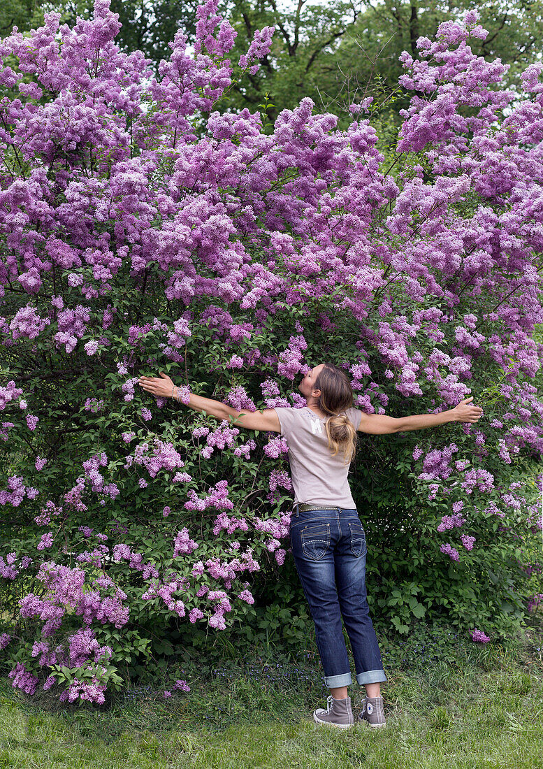 Frau umarmt blühenden Fliederstrauch (Syringa) im Frühlingsgarten