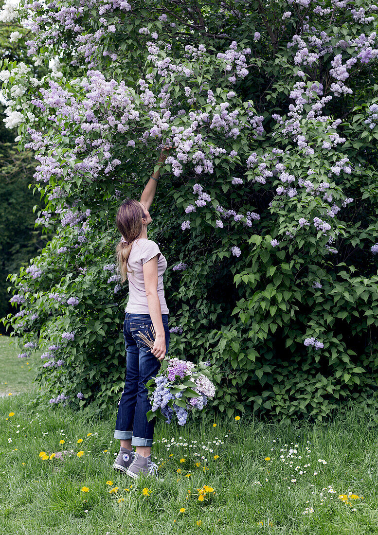 Woman picking lilacs (Syringa) in blooming garden in spring