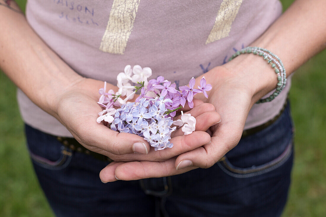 Fliederblüten (Syringa vulgaris) in den Händen einer Frau