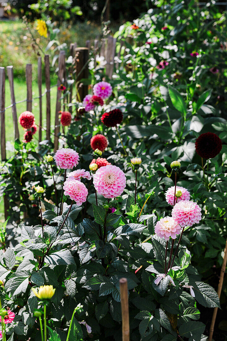 Dahlien (Dahlia) in verschiedenen Farben im Sommergarten entlang eines Holzzauns