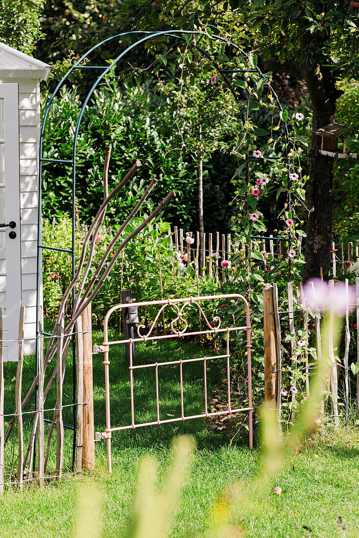 Rose arch with flowering climbing roses in the sunny garden