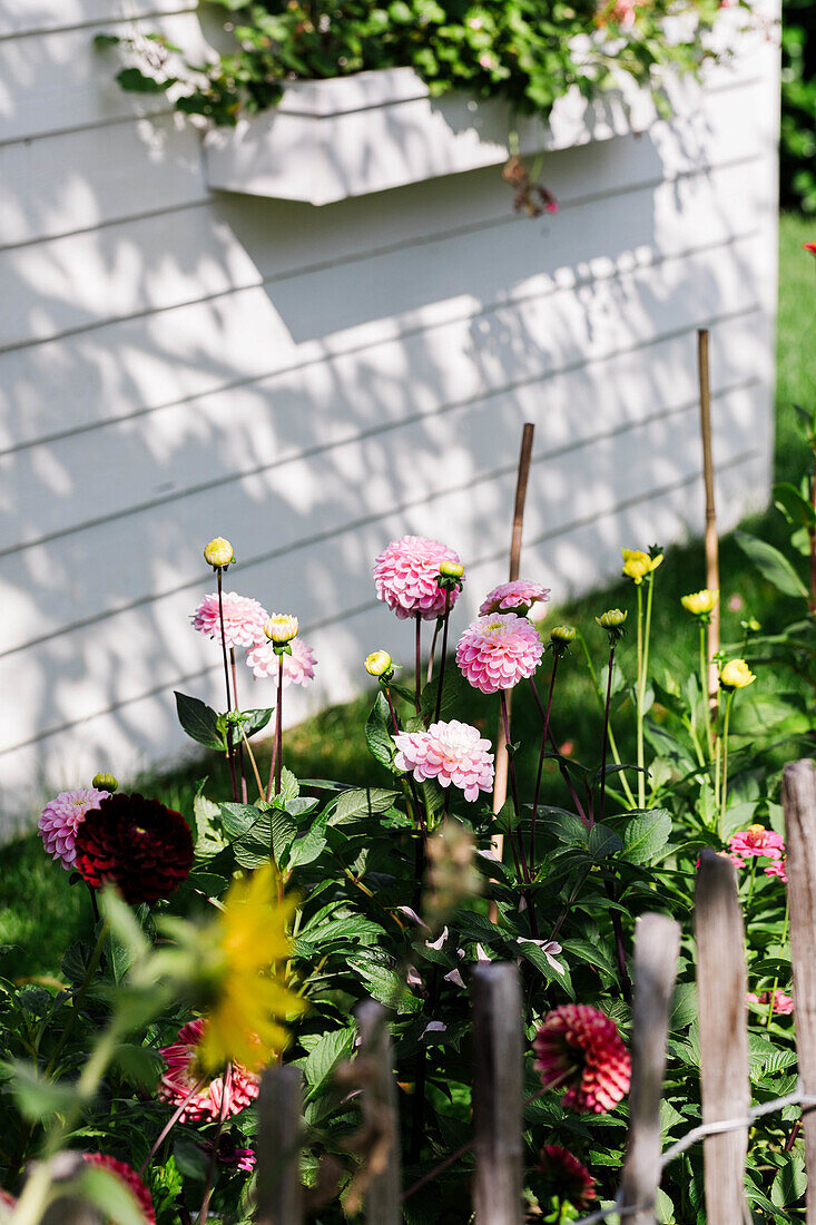 Dahlias (Dahlia) of different varieties in the summer garden