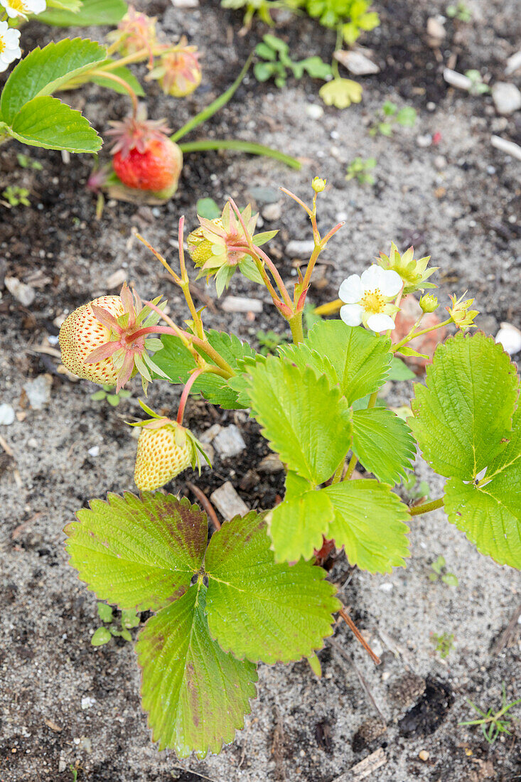 Erdbeerpflanze (Fragaria) mit unreifen Früchten im Gartenbeet