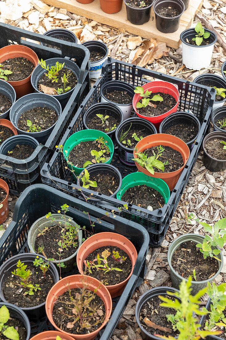 Pflanzensetzlinge in verschiedenen Töpfen im Garten auf dem Boden verteilt