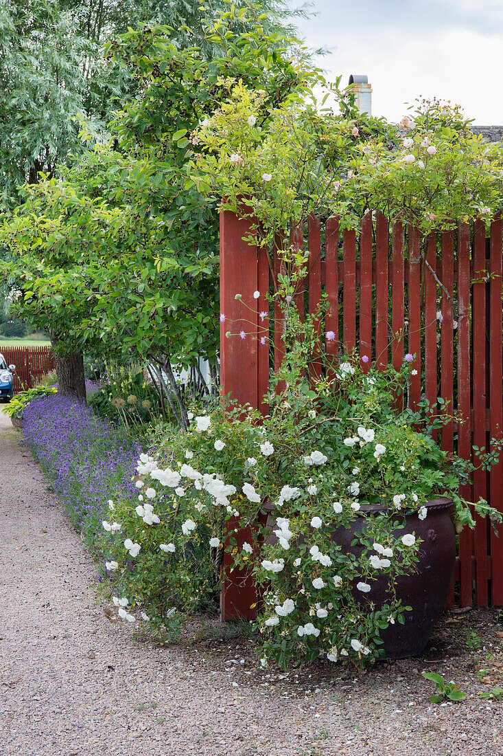 Flowering mallow (Malva) in front of a red wooden fence